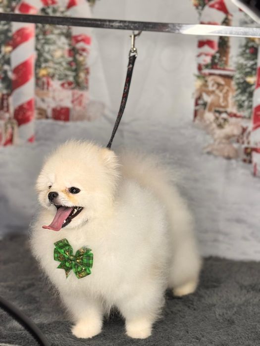 Pomeranian alb de vanzare - rasa pura, pedigree inclus