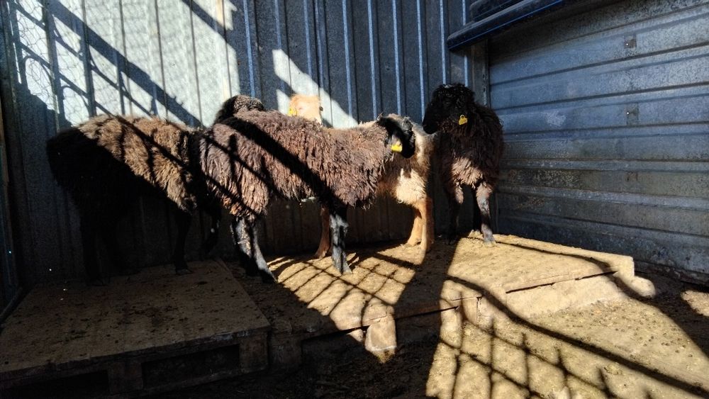 Тоқты сатылады жағдайы