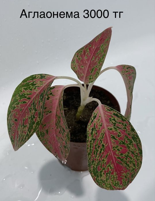 Комнатные растения