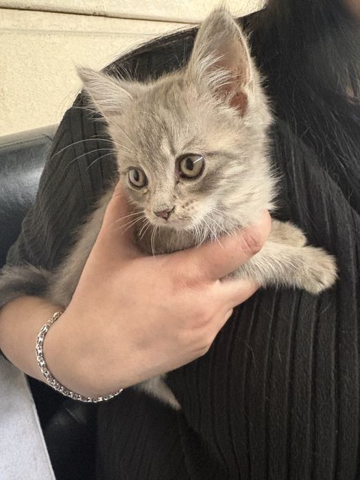 Отдам котёнка в добрые руки