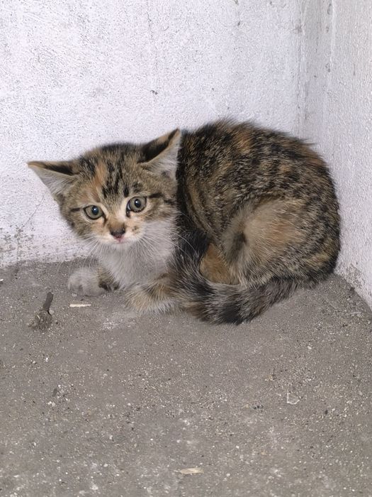 Отдам котенка бесплатно