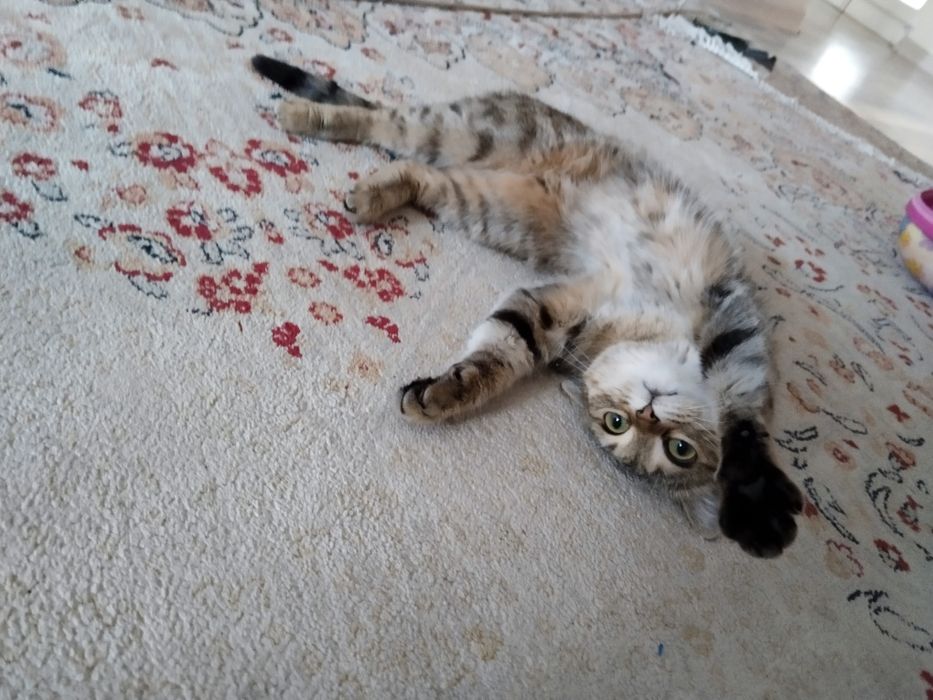 Кошка в хорошие руки