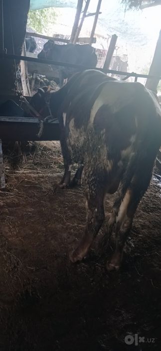 Buqa sotiladi 24 mln