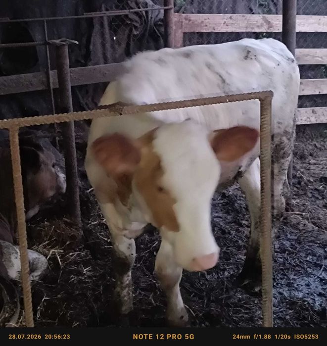 Vând 5 viței grași