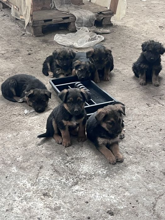 Отдам даром в хорошие руки