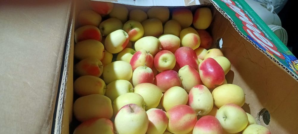 Продам яблоки( апорт,кандиль)