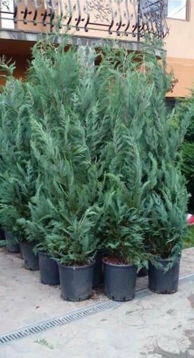 Vând plante ornamentale de diferite specii și livrez
