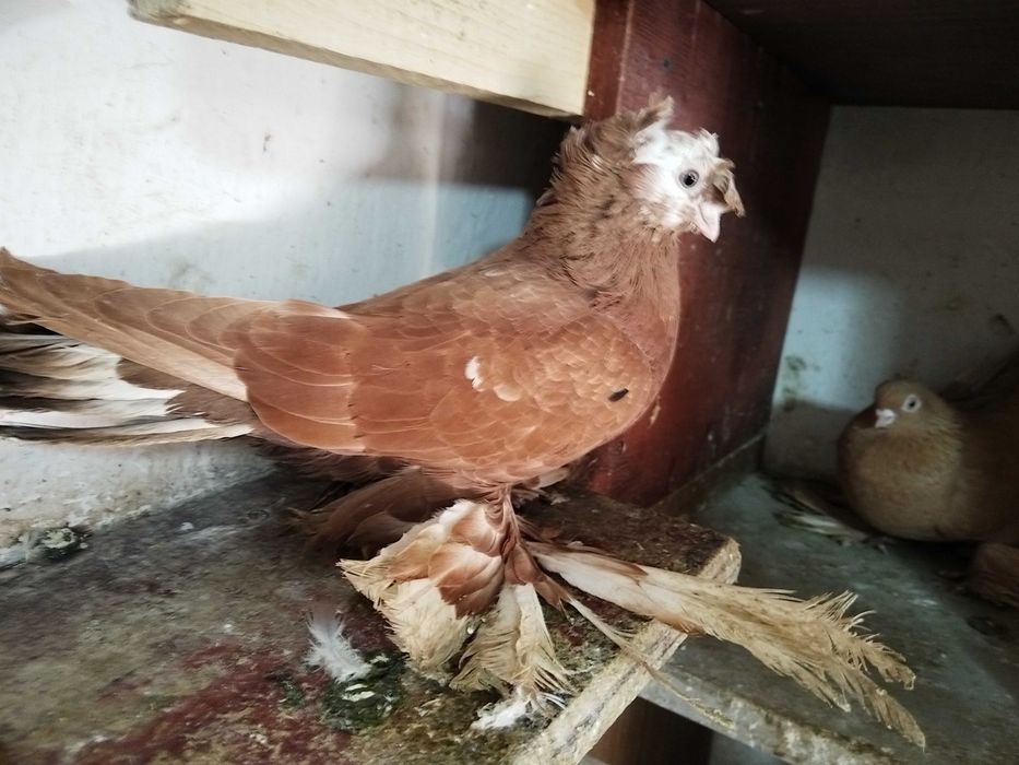 Продам голубку...