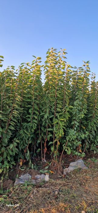 Саженцы  ассортимент