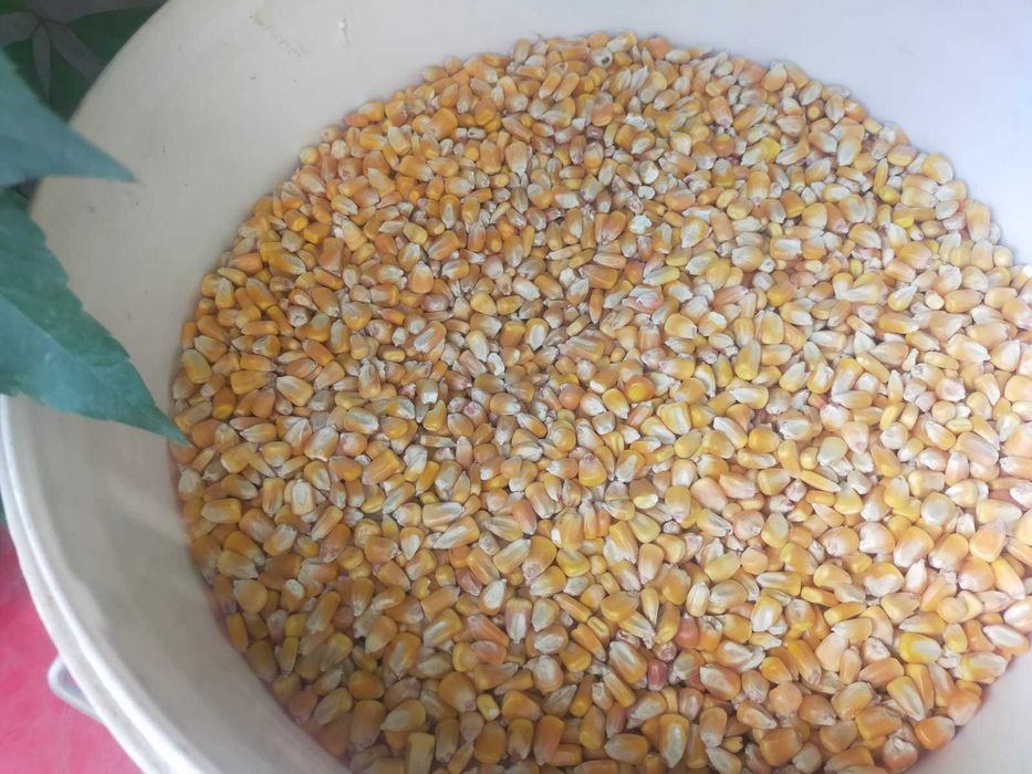 Продам кукурузу свежую для рыбалки