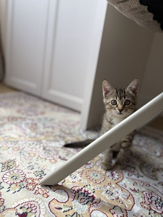 Котенок в хорошие руки