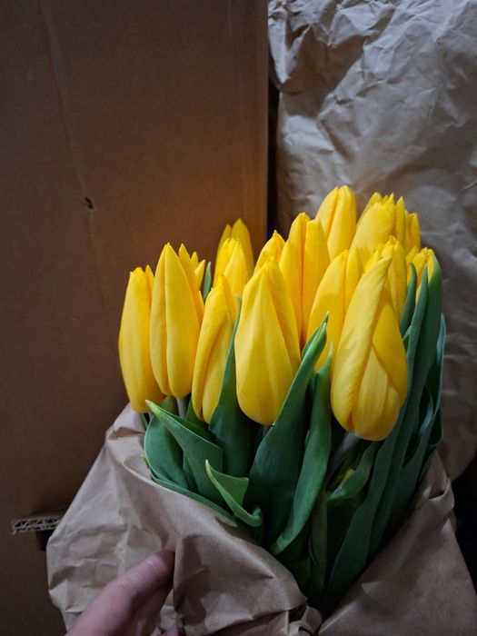 Тюлпаны курпные бутоны