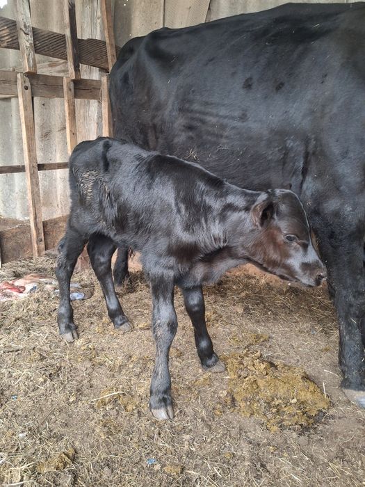 Продам теленка бычка