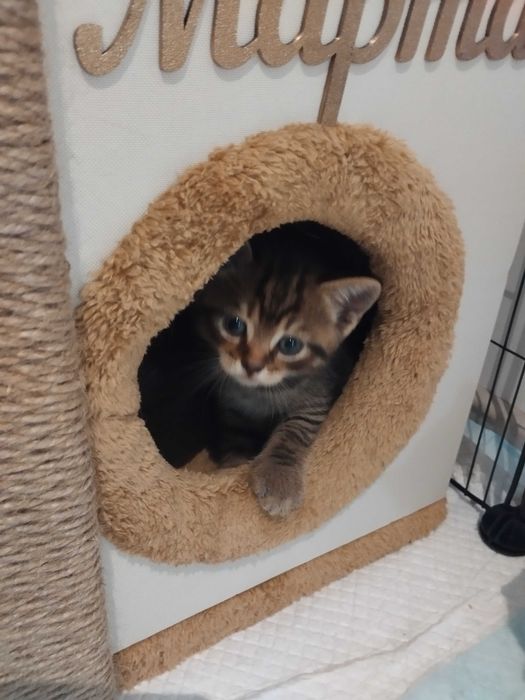 Таби британски котенца и тъмен шоколад