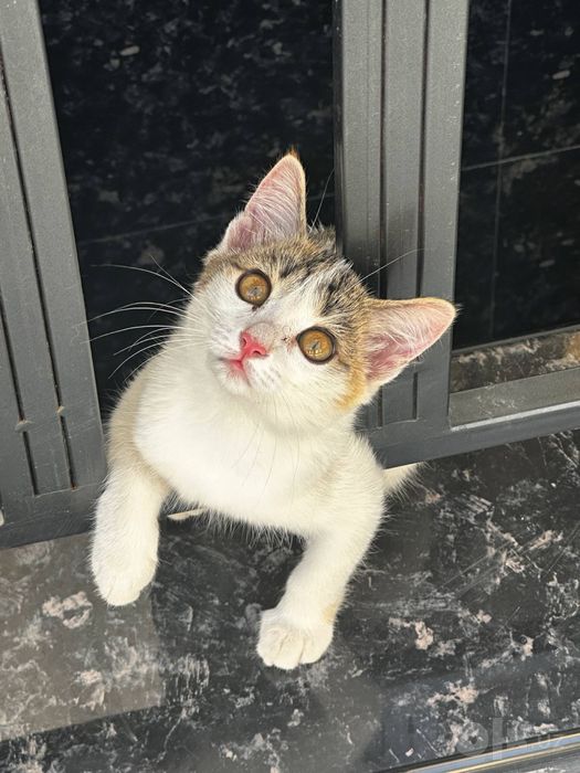 Отдам девочку в добрые ручки