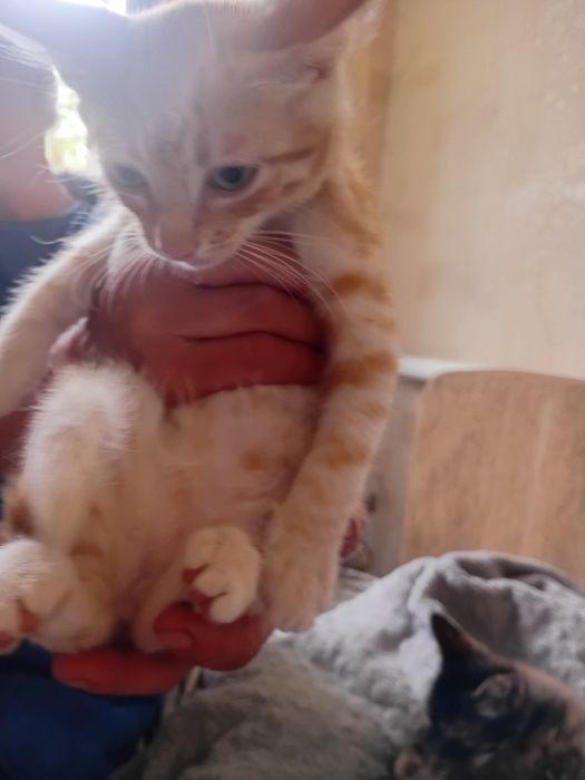Отдам в добрые руки хороших котят