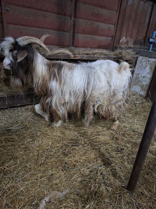 Продавам 1 бр калоферски пръч на 3 години