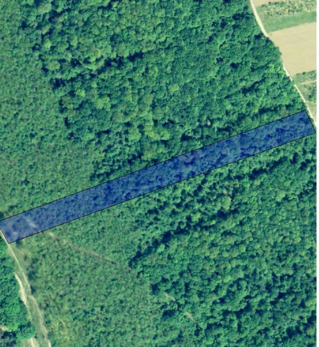 Vând un hectar de pădure neexploatată