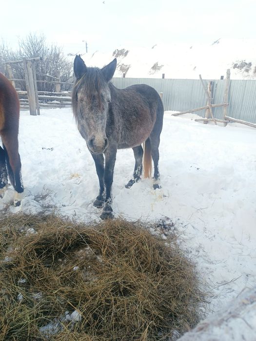 Продам две лошади