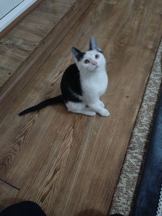 Mushukcha hadiyaga beriladi sogʻlom aqilli zoʻr mushukcha