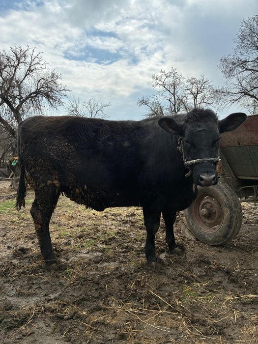 Angus pentru sacrificat