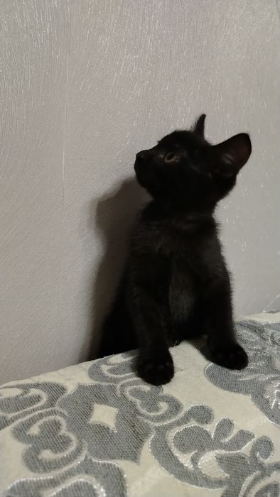 Мальчик 2,5 месяца
