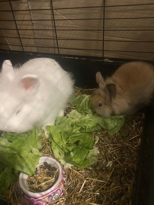 Iepuri Cap de Leu Pitic