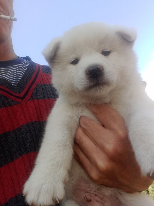 Щенок акита ину.