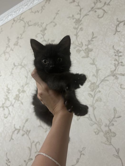 Котенка в хорошие руки