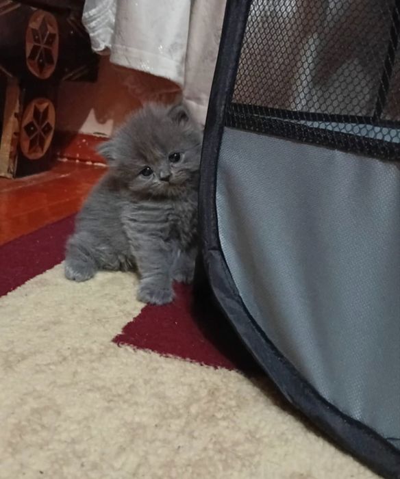 Котята, британец+шотланка микс