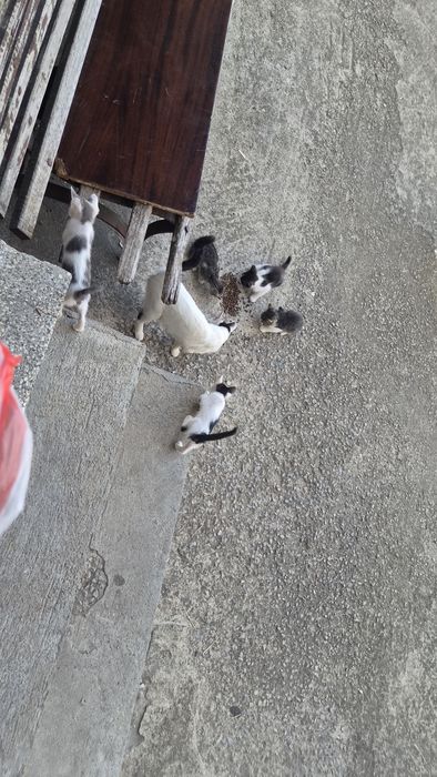 Безплатно котета