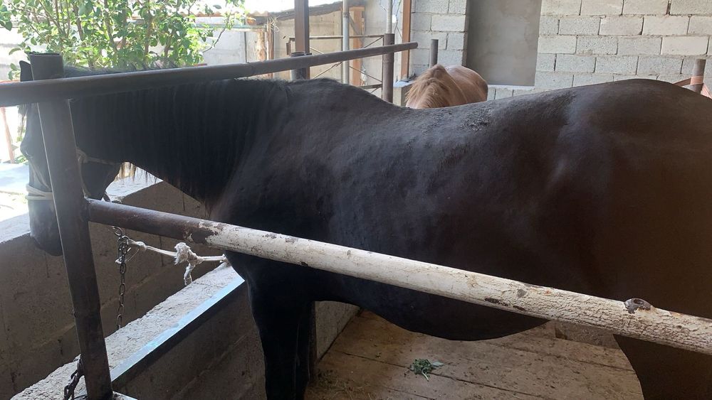 Бие сатылады семиз