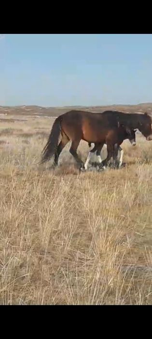 Кобыла с жеребёнком