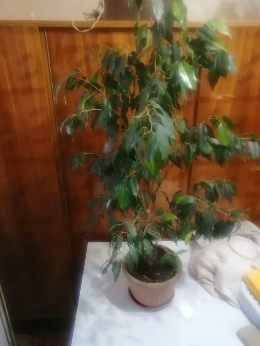 Фикус бенджамина