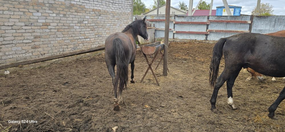 СОгым 5 голов тайчиков