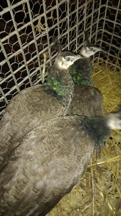 Pui de păun de vânzare