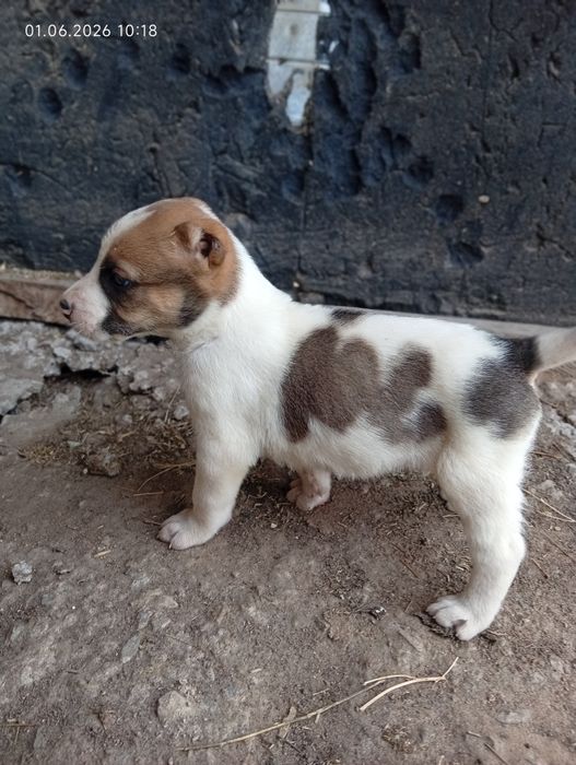 Продам щенят алабай