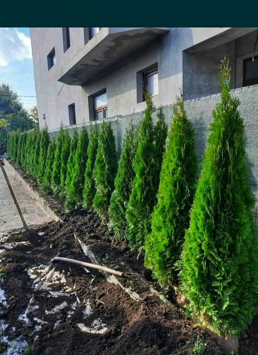 Thuja occidentalis smaragd, tuia columnaris, leylandii, aurea etc
