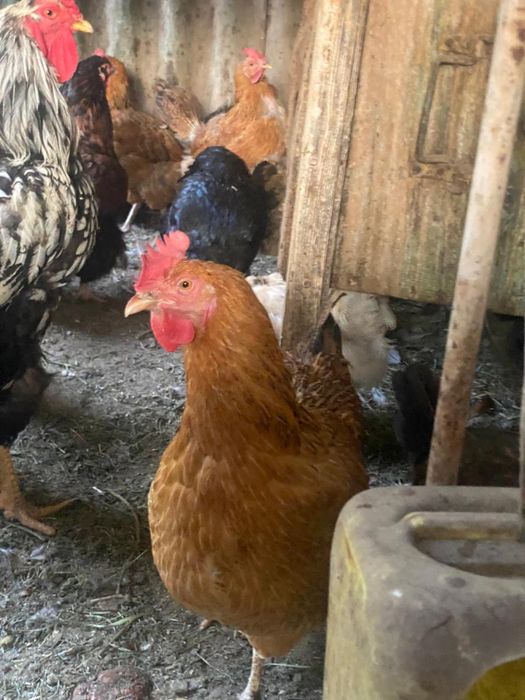 Куры кучинская юбилейная