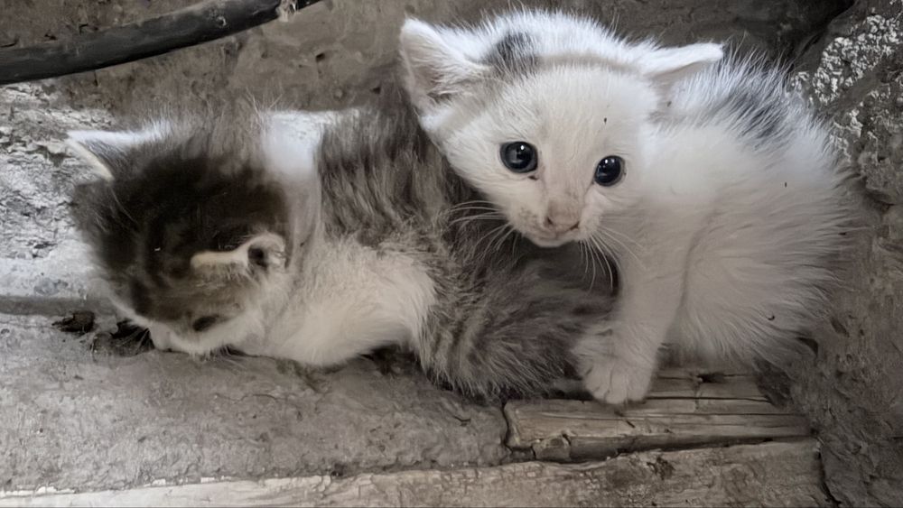 Отдам котят бесплатно