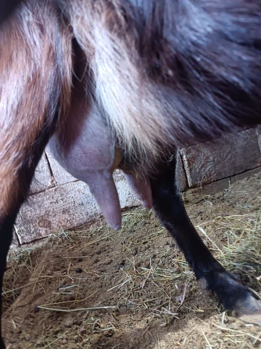 Vind  capre alpine franceze