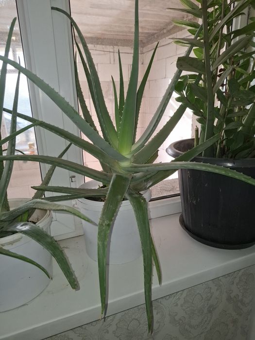 Комнатные растение