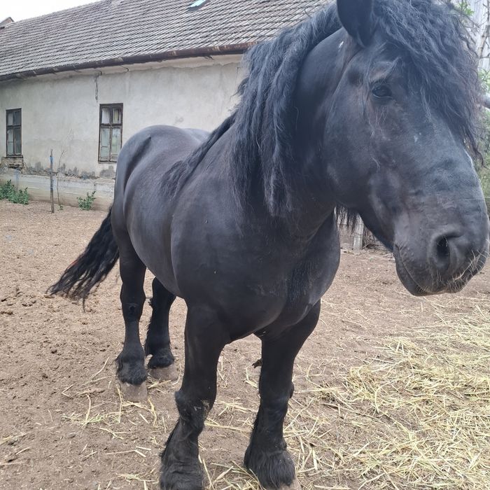 Vând armăsari perchie