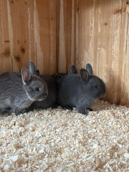 Iepurași de companie  mini blue,pitic olandez