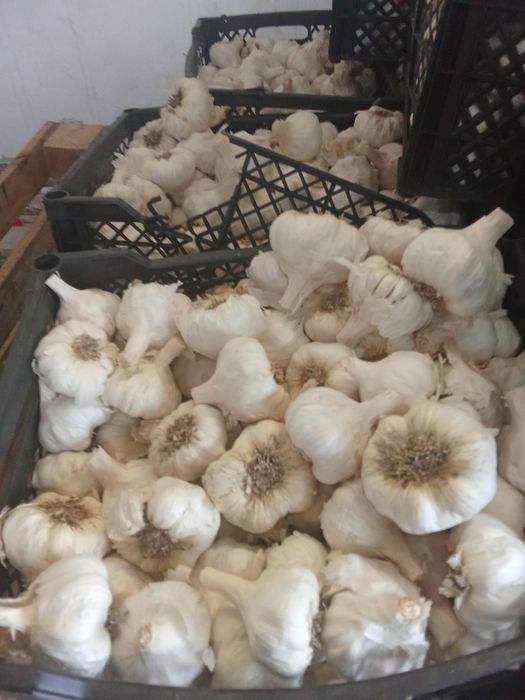 Vând usturoi calitatea1 alb și roșu !!