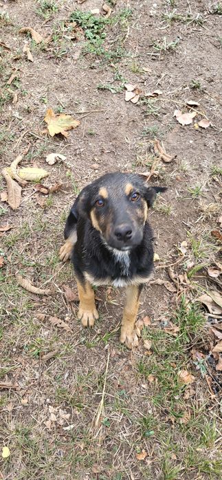 Отдам щенков мальчиков, 2 мес