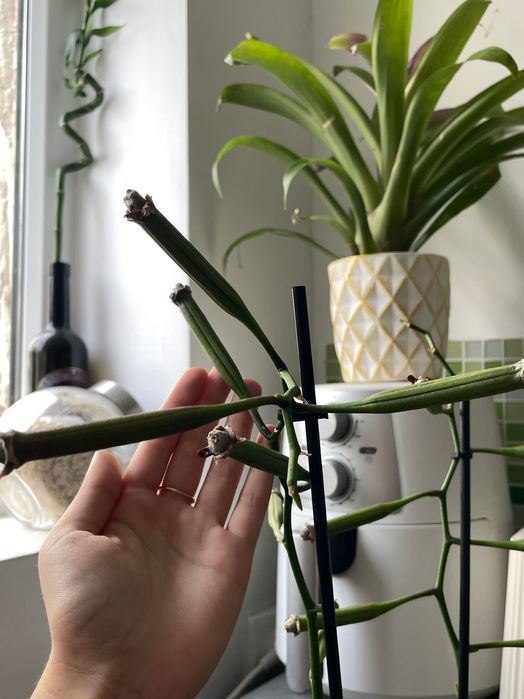 Semințe de Orchidee Phalaenopsis