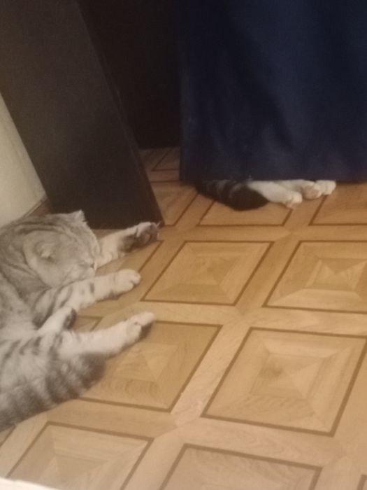 Вязка. Шотландский вислоухий кот.