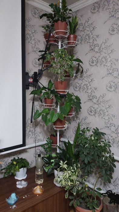 Продам комнатные цветы