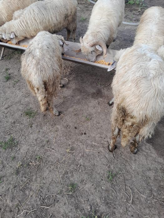 Berbec de 1 an jumate si miei din primăvara